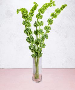 Alternative view of Molucella