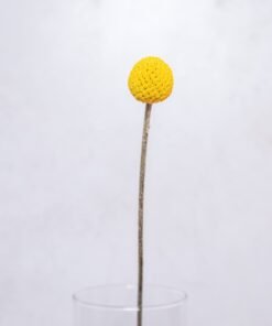 Alternative view of Craspedias Yellow