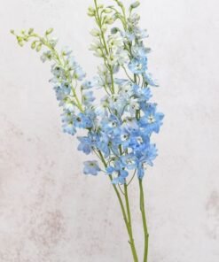 Summer Skies Delphinium