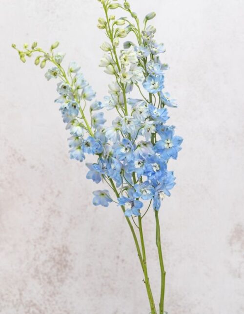 Summer Skies Delphinium