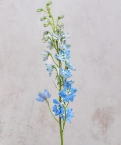 Alternative view of Summer Skies Delphinium