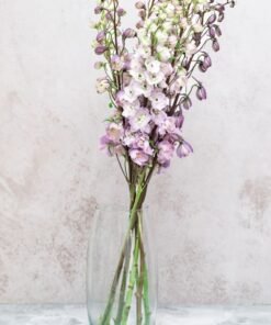 Astolat Delphinium