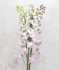 Alternative view of Astolat Delphinium