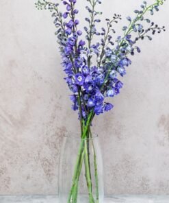 Blue Bird Delphinium