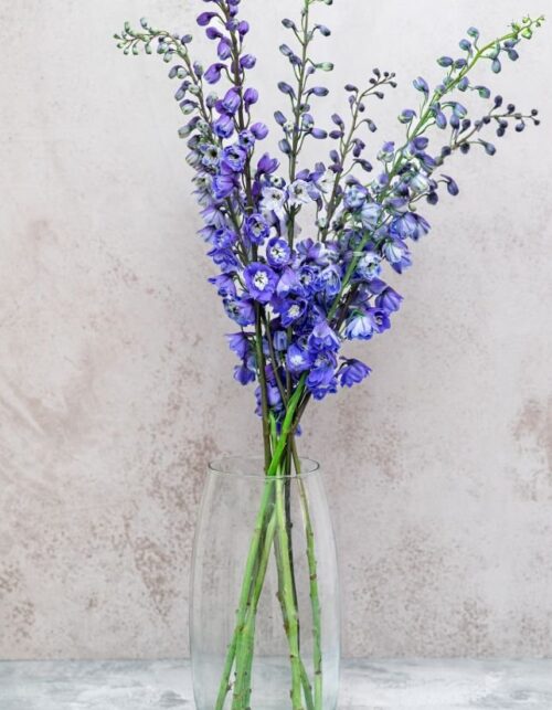 Blue Bird Delphinium