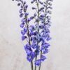 Blue Bird Delphinium