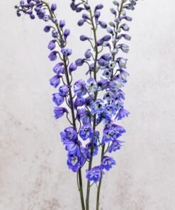 Alternative view of Blue Bird Delphinium
