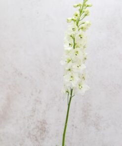 Alternative view of Galahad Delphinium