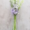 Lavender Delphinium