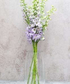 Lavender Delphinium