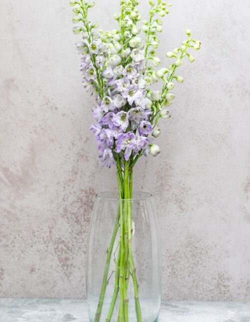 Lavender Delphinium
