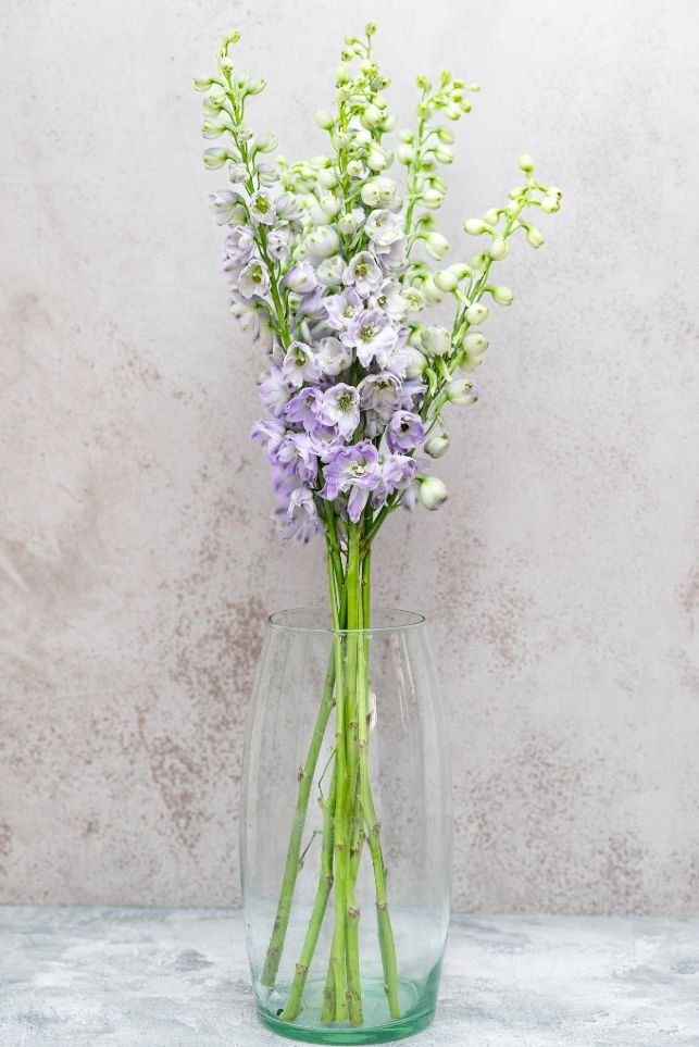 Lavender Delphinium