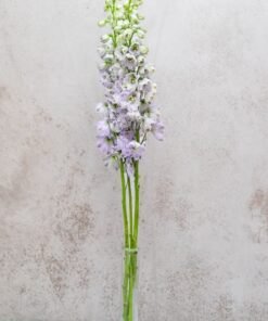 Alternative view of Lavender Delphinium