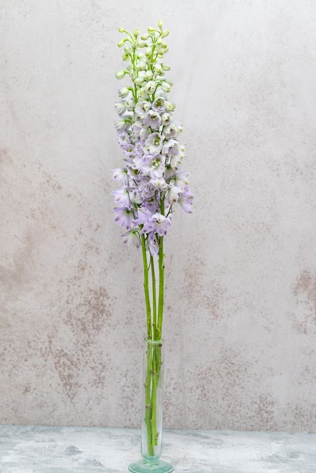 Lavender Delphinium - Image 2