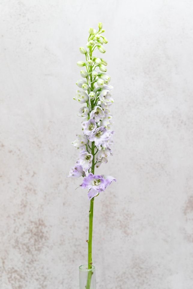 Lavender Delphinium - Image 3