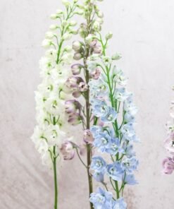 Alternative view of Assorted Delphinium