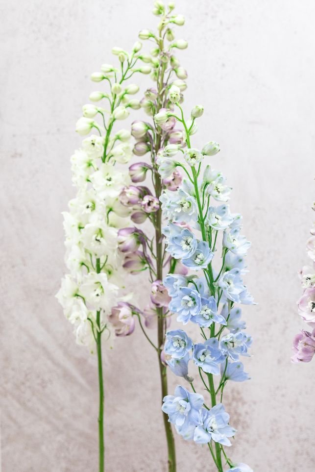 Assorted Delphinium - Image 2