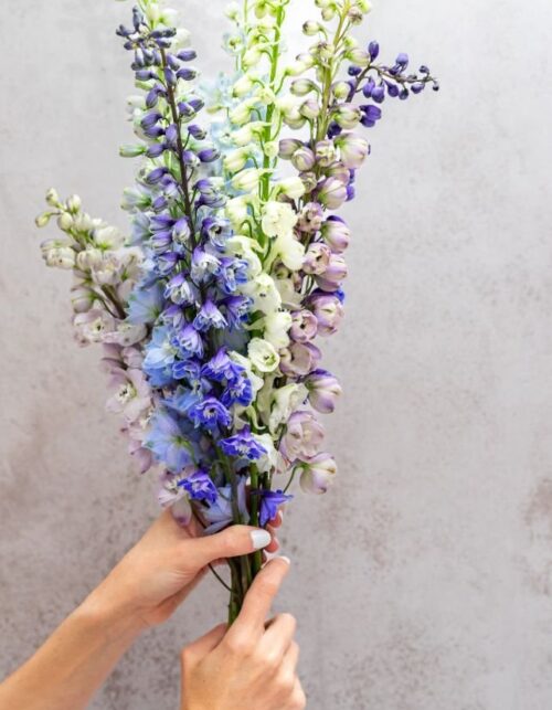 Assorted Delphinium
