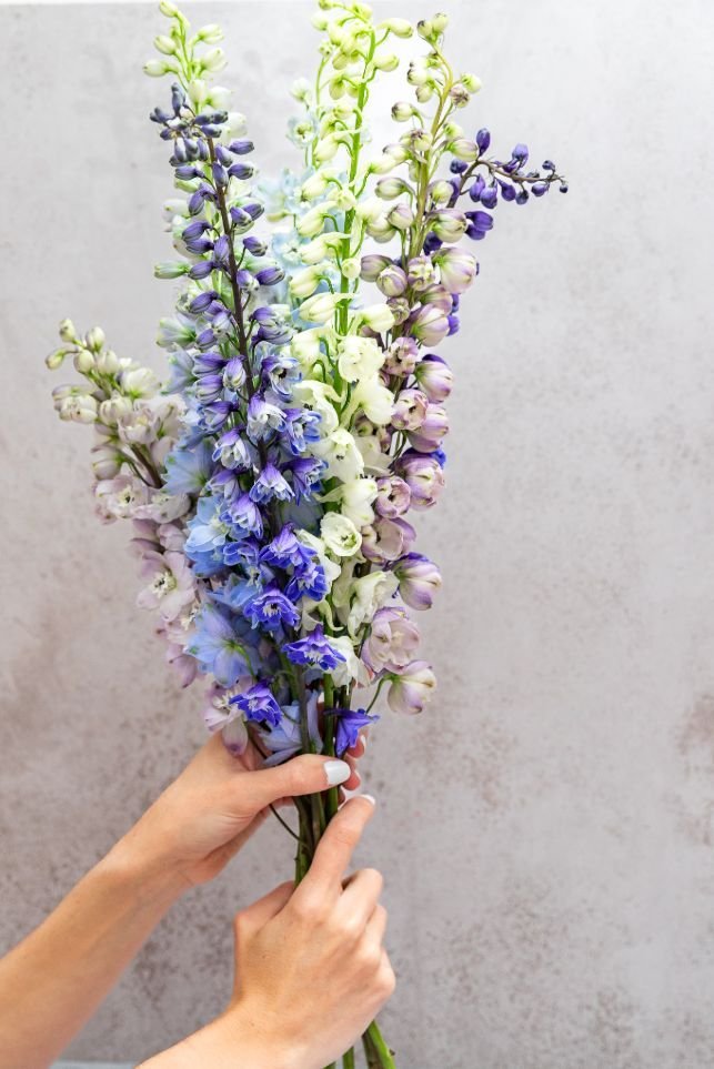 Assorted Delphinium