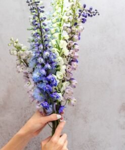 Alternative view of Summer Skies Delphinium