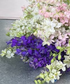 Alternative view of Assorted Larkspur