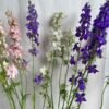 Assorted Larkspur