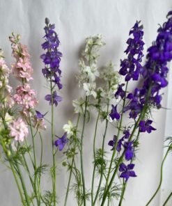 Assorted Larkspur