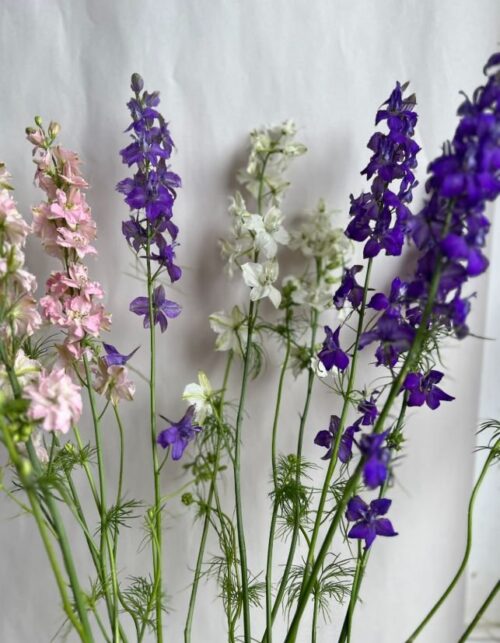 Assorted Larkspur