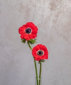 Red Anemones