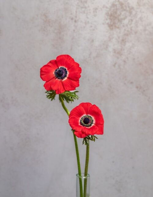 Red Anemones
