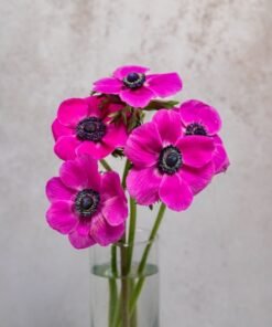 Hot Pink Anemones