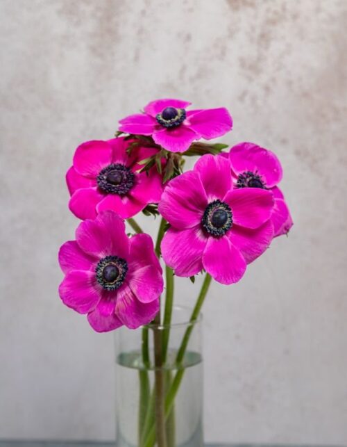 Hot Pink Anemones