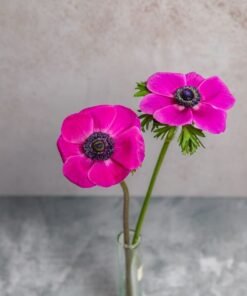 Alternative view of Hot Pink Anemones