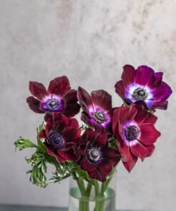 Alternative view of Burgundy Anemones