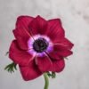 Burgundy Anemones