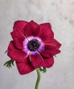 Burgundy Anemones