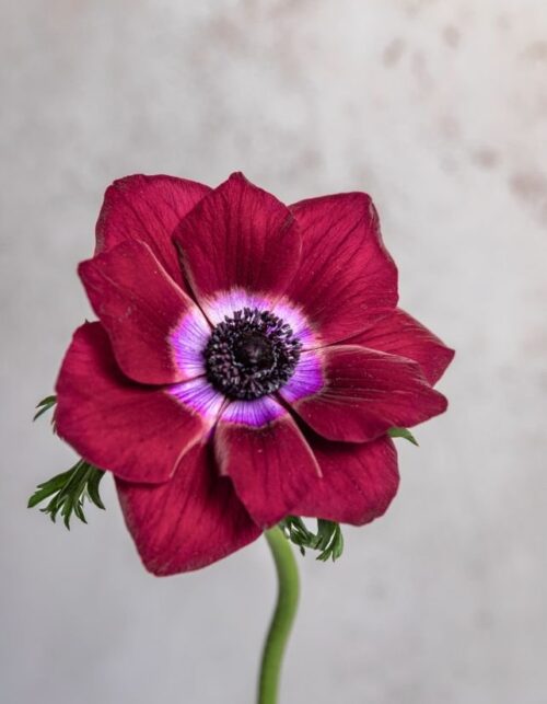Burgundy Anemones