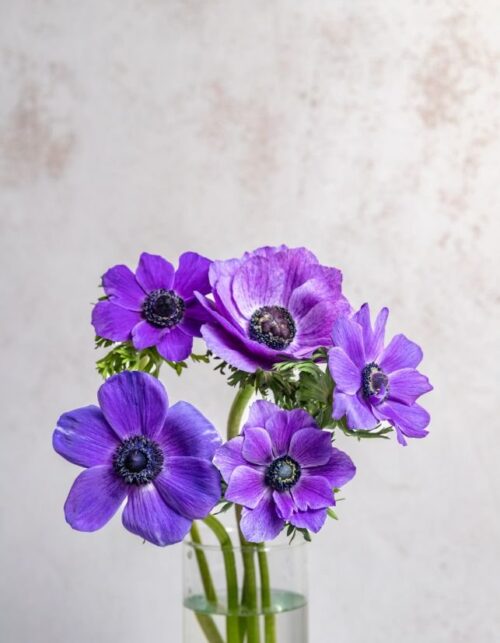 Blue Anemones