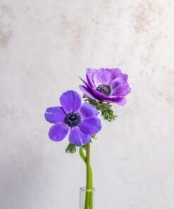 Alternative view of Blue Anemones