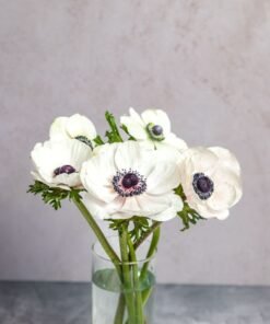 Alternative view of White Anemones