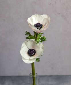 White Anemones