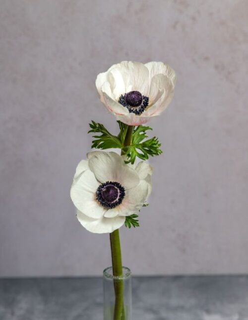 White Anemones