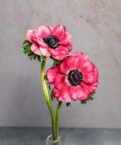 Pink Anemones