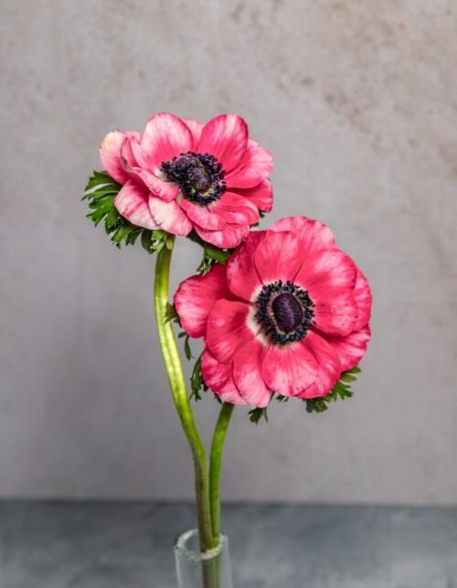 Pink Anemones