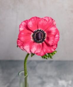 Alternative view of Pink Anemones