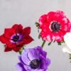 Assorted Anemones