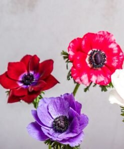 Alternative view of Meadow Breeze Mix