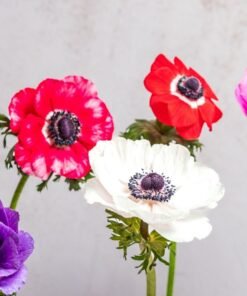 Alternative view of Assorted Anemones