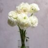 White Ranunculus