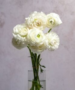 White Ranunculus